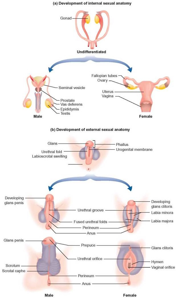 Fetal development of internal sexual anatomy