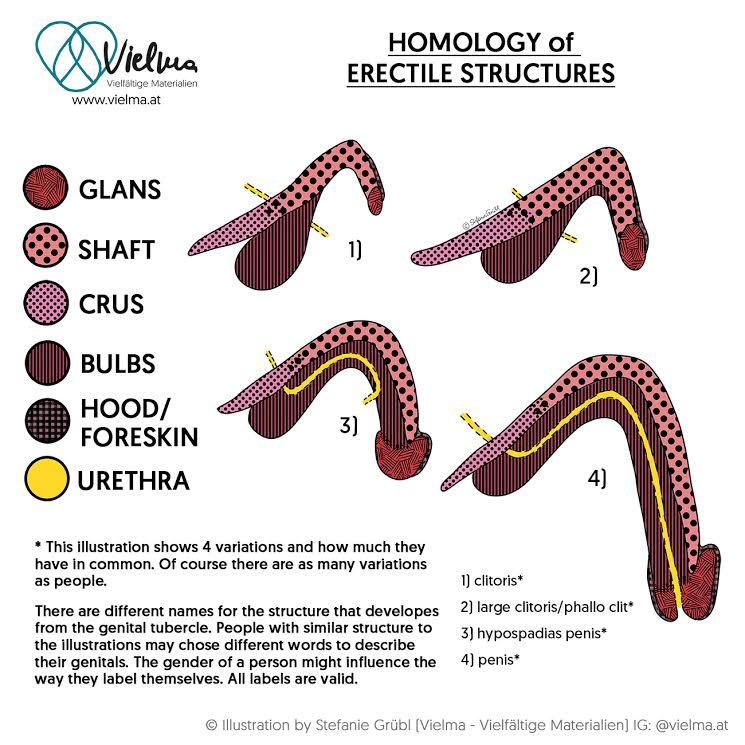 Fitymaszűkület (phimosis) - Tünetek, okok, kezelés - Befolyásolja-e a fimózis az erekciót