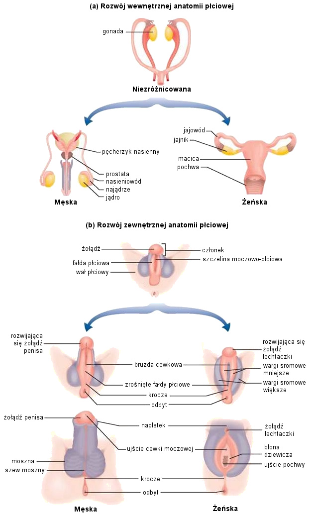 Rozwój płodowy wewnętrznej anatomii płciowej