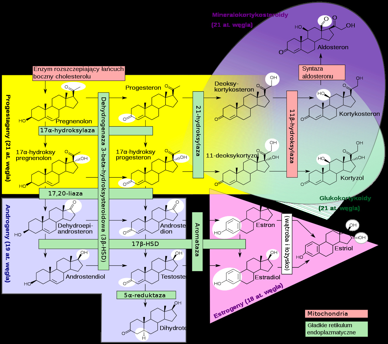 Diagram metaboliki steroidów