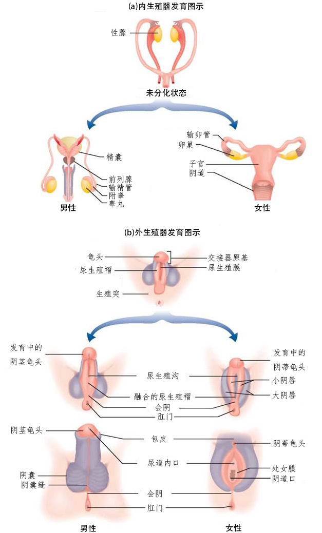 胎儿性器官发育的解剖图示